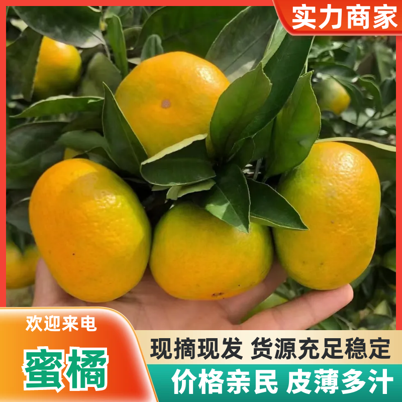 湖北蜜橘宜昌柑桔产地直发按需包装洗果打蜡一条龙服务