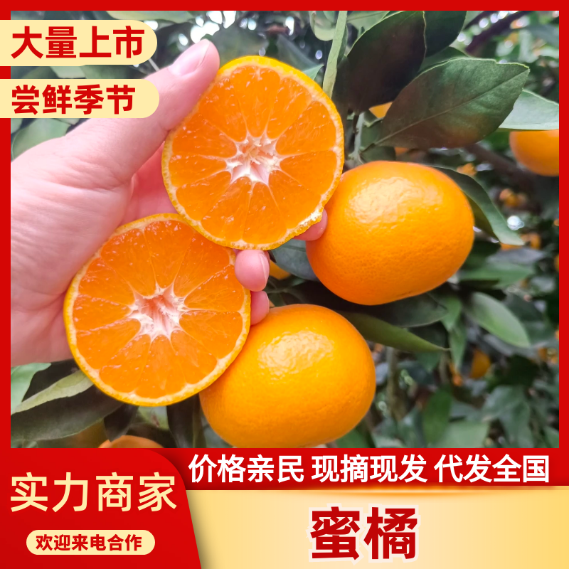 湖北蜜橘柑桔产地直发皮薄味甜对接全国市场社区等