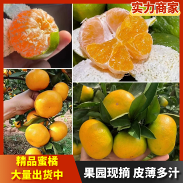 【实力】蜜橘湖北宜昌蜜橘产地直供现摘现发果面干净