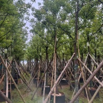 香樟云南香樟种植基地，对接批发零售货源充足稳定