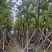 香樟云南香樟种植基地，对接批发零售货源充足稳定
