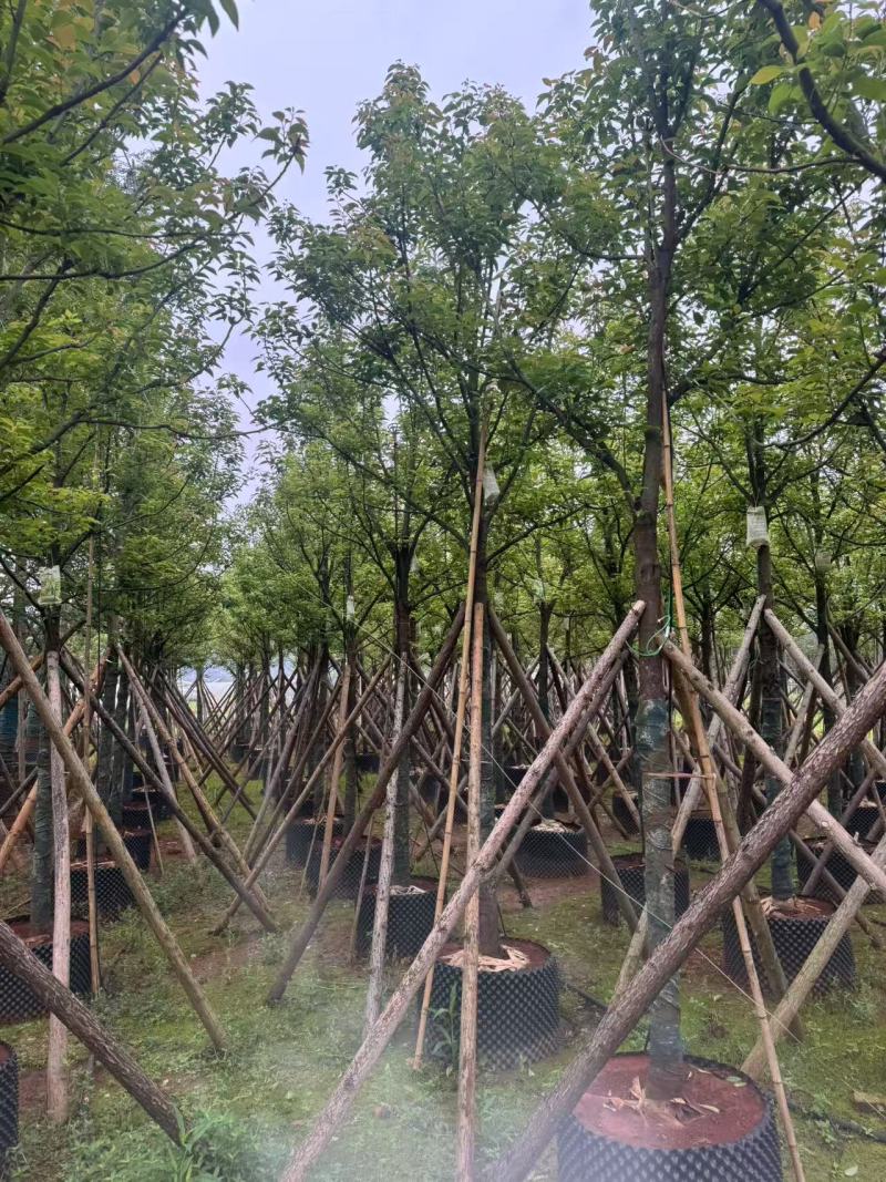 香樟云南香樟种植基地，对接批发零售货源充足稳定