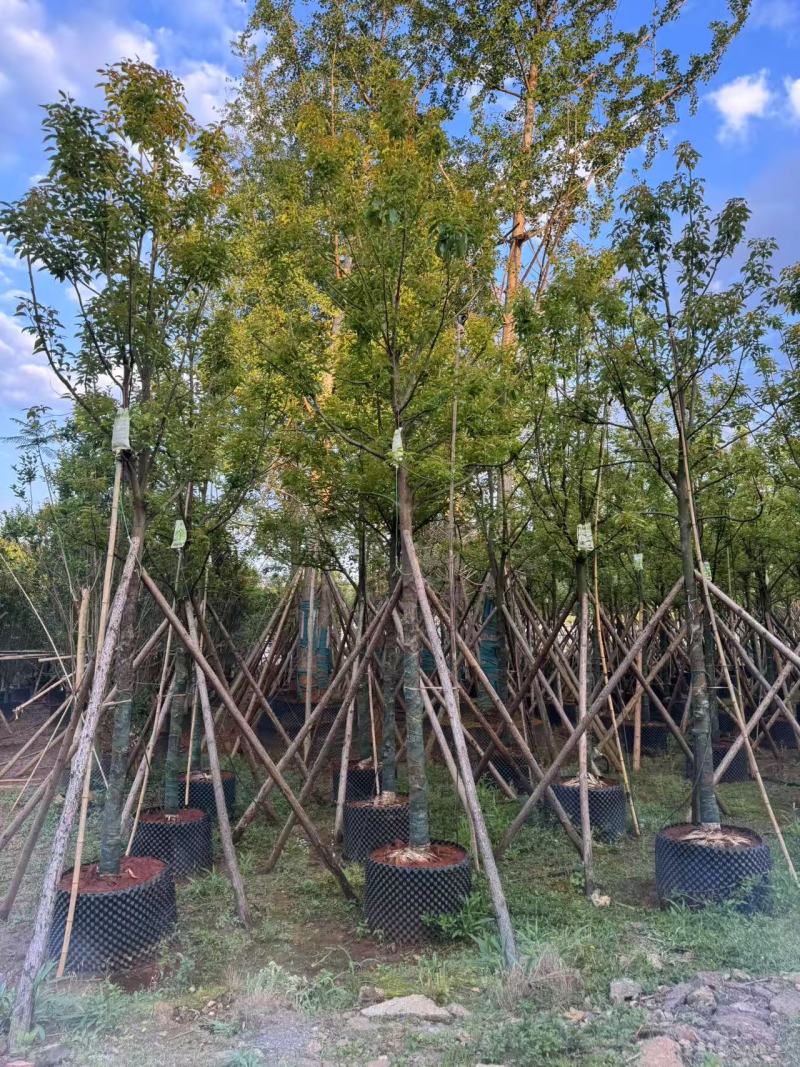 香樟云南香樟种植基地，对接批发零售货源充足稳定