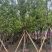 香樟云南香樟种植基地，对接批发零售货源充足稳定