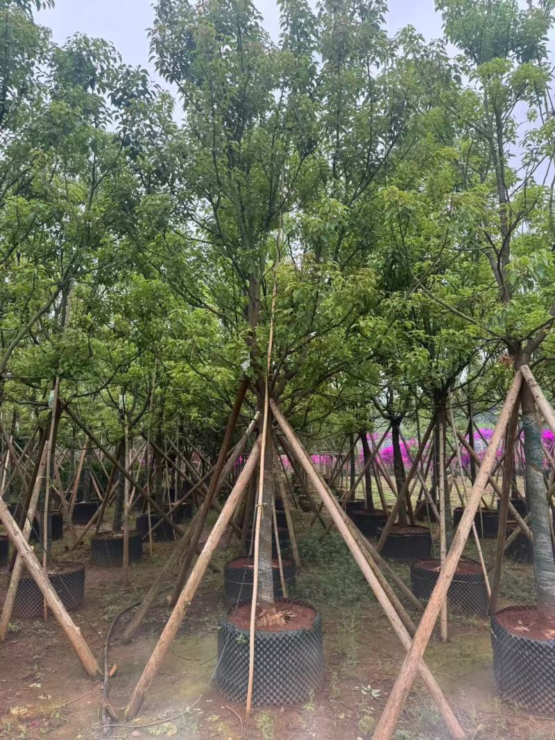 香樟云南香樟种植基地，对接批发零售货源充足稳定