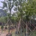 香樟云南香樟种植基地，对接批发零售货源充足稳定
