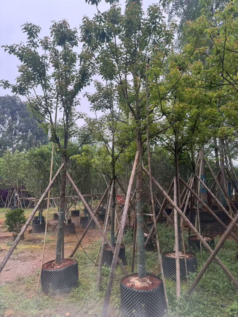 香樟云南香樟种植基地，对接批发零售货源充足稳定