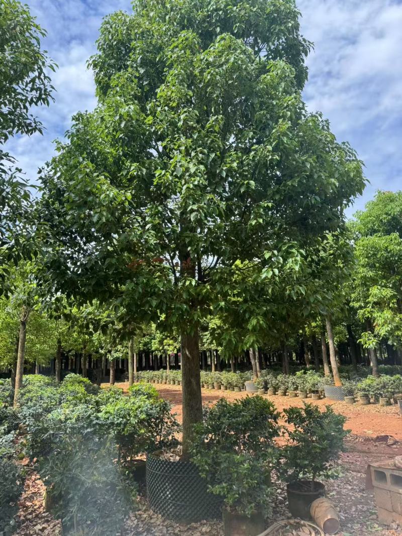 香樟云南香樟种植基地，对接批发零售货源充足稳定