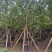 香樟云南香樟种植基地，对接批发零售货源充足稳定