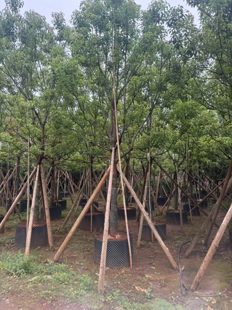 香樟云南香樟种植基地，对接批发零售货源充足稳定