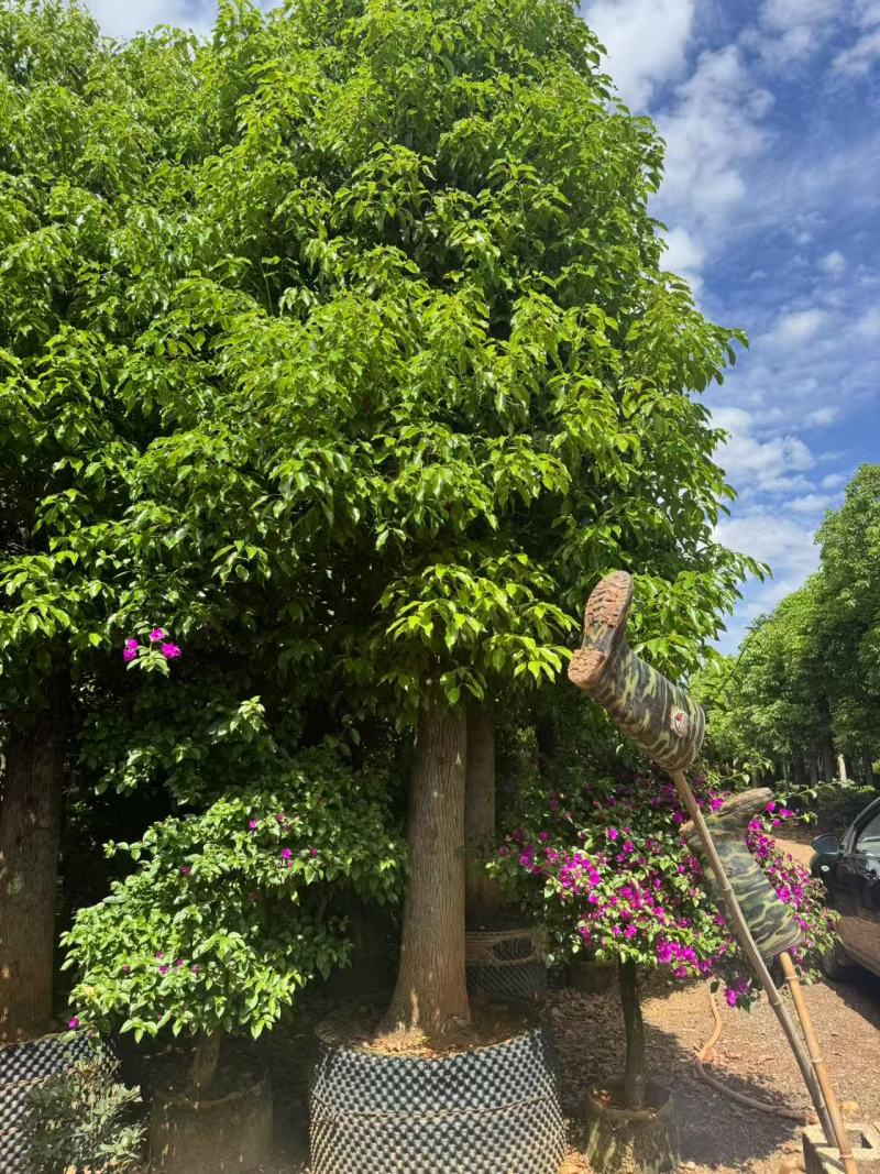 香樟云南香樟种植基地，对接批发零售货源充足稳定