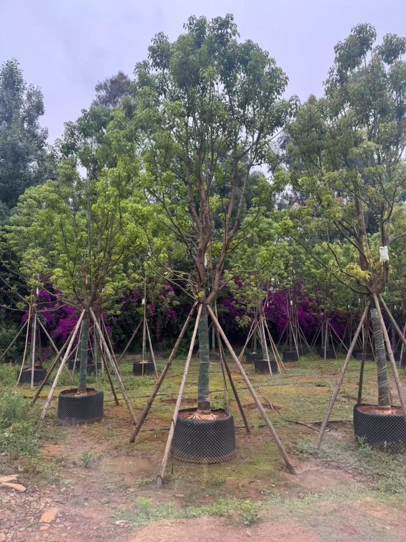 香樟云南香樟种植基地，对接批发零售货源充足稳定