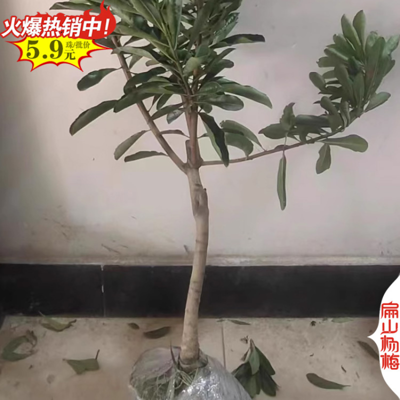 湖南袋装杨梅苗长沙白沙大黑炭水晶杨梅小杯苗50cm