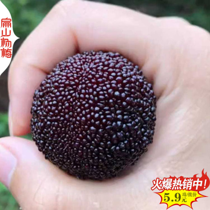 湖南袋装杨梅苗长沙白沙大黑炭水晶杨梅小杯苗50cm