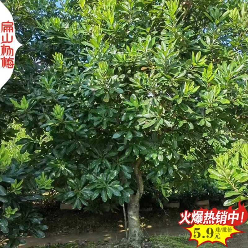 湖南袋装杨梅苗长沙白沙大黑炭水晶杨梅小杯苗50cm
