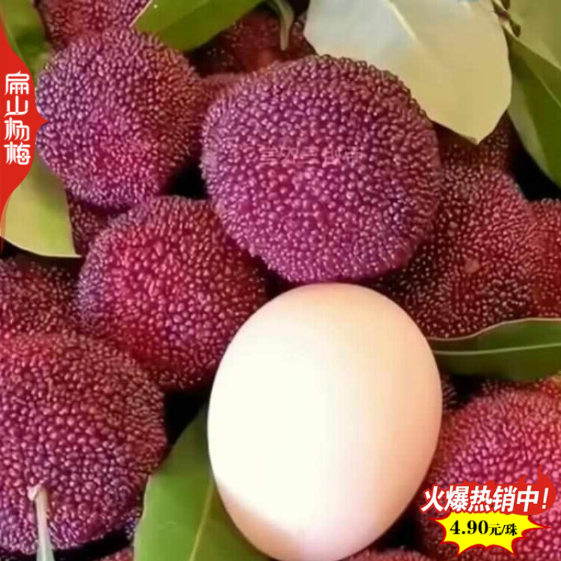 湖南袋装杨梅苗长沙白沙大黑炭水晶杨梅小杯苗50cm