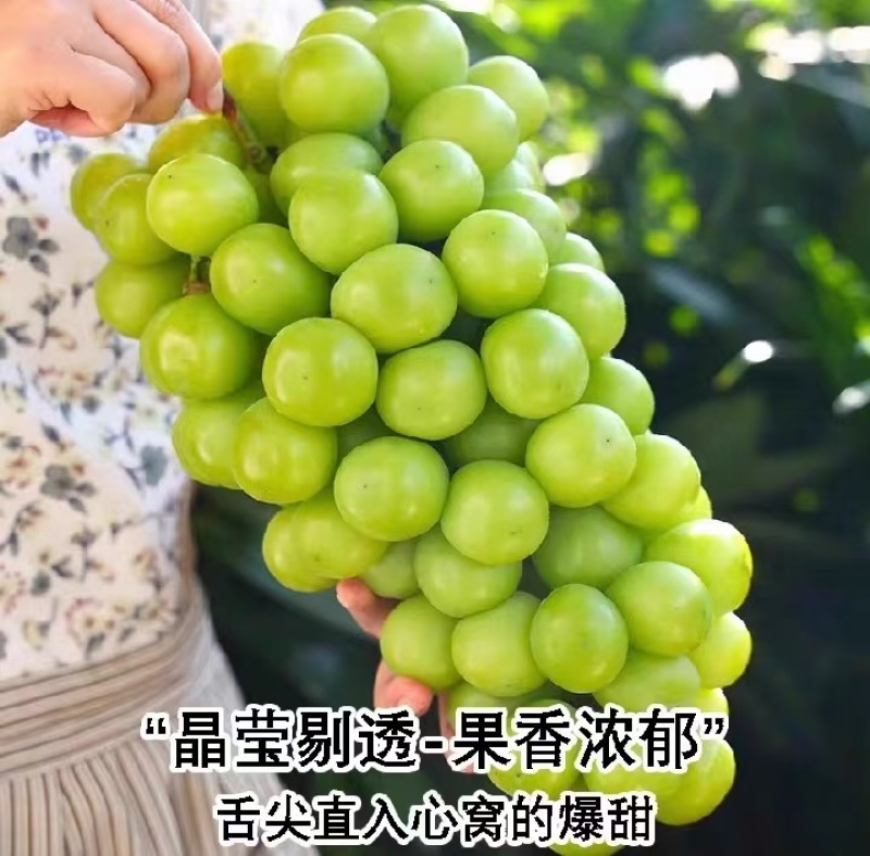 山东阳光玫瑰葡萄大量现货供应，品质号糖度高价格低代发全国