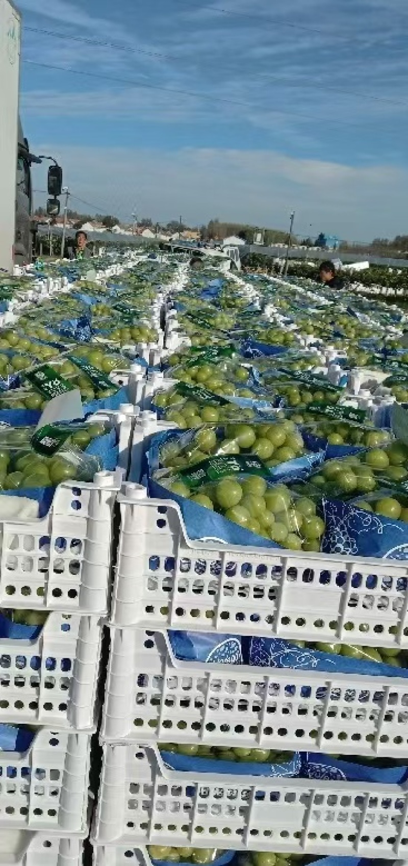 阳光玫瑰山东阳光玫瑰现摘现发，规格齐全，对接电商市场批发