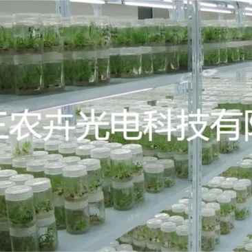 60cm-马尾松组培灯