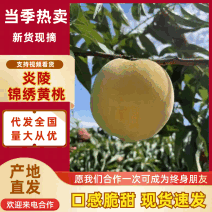 [牛]黄桃/炎陵锦绣高山黄桃精品黄桃欢迎各地客商洽谈合作