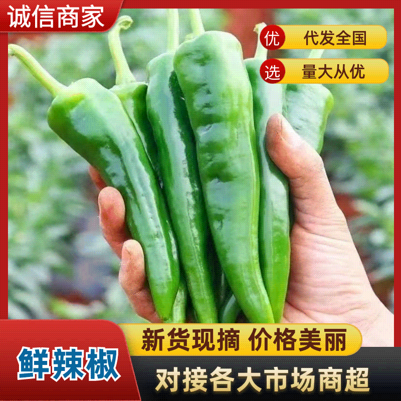 各类辣椒大批量上市，线椒，螺丝椒95-55-67-50！