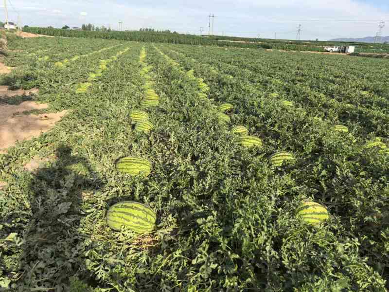 宁夏硒砂瓜石头瓜量大从优清甜可口价格美丽质量一流欢迎询价