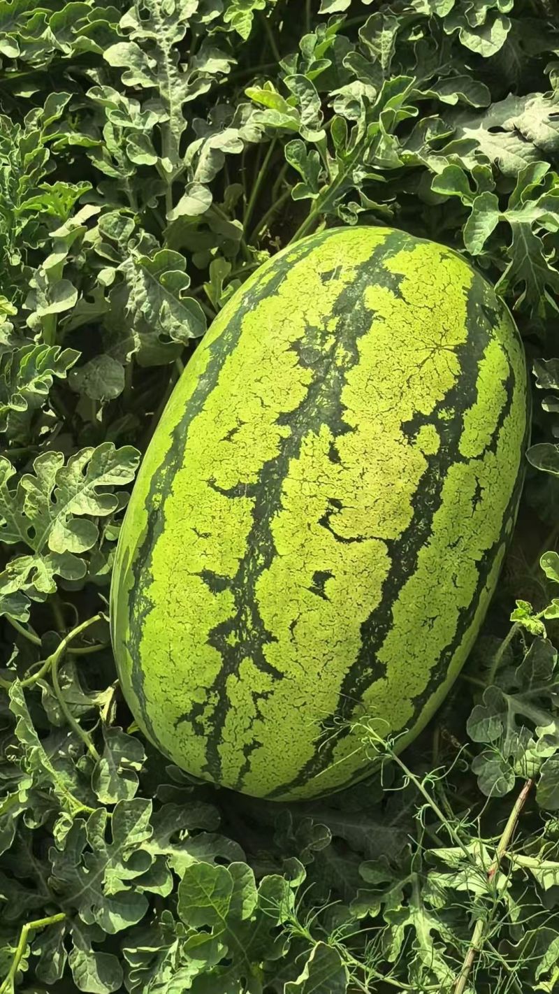 宁夏硒砂瓜石头瓜清甜可口价格美丽质量一流欢迎询价热卖中