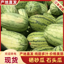 宁夏石头瓜金花1号产地一手货源视频看货对接全国