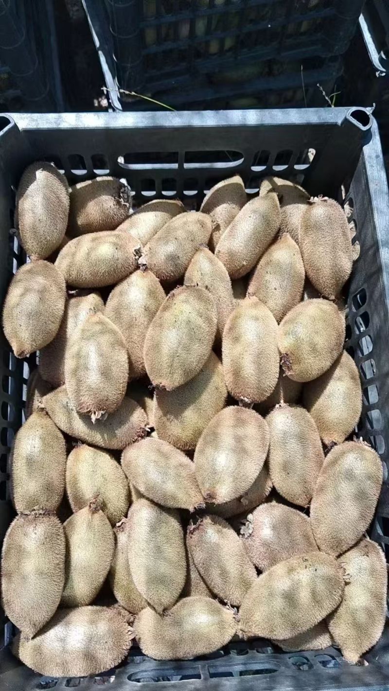 《湖南猕猴桃》米良1号/米良猕猴桃/绿心猕猴桃/日出1万斤