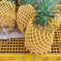 广东凤梨产地现货直发，品质保证，对接全国客商代发全国