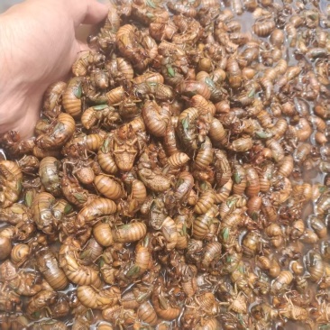 【金蝉】四川凉山蝉蛹产地直销可视频看货