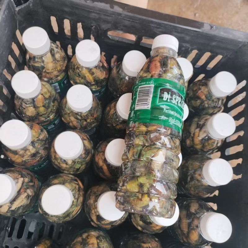 【金蝉】四川凉山蝉蛹产地直销可视频看货