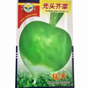 光头芥菜种子纤维少辣味浓二道眉疙瘩菜籽大田基地