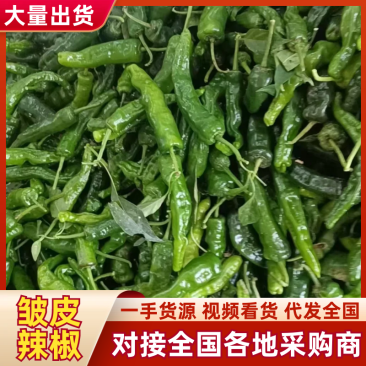 【实力代办】安徽邹皮辣椒鲜辣椒全国发货欢迎来电洽谈