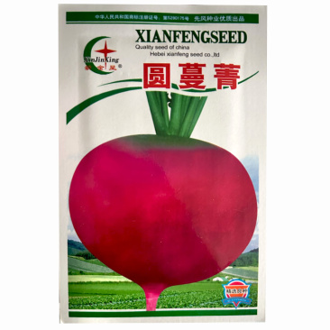红圆蔓青种子圆根盘菜芜菁籽大头菜芥菜大田基地