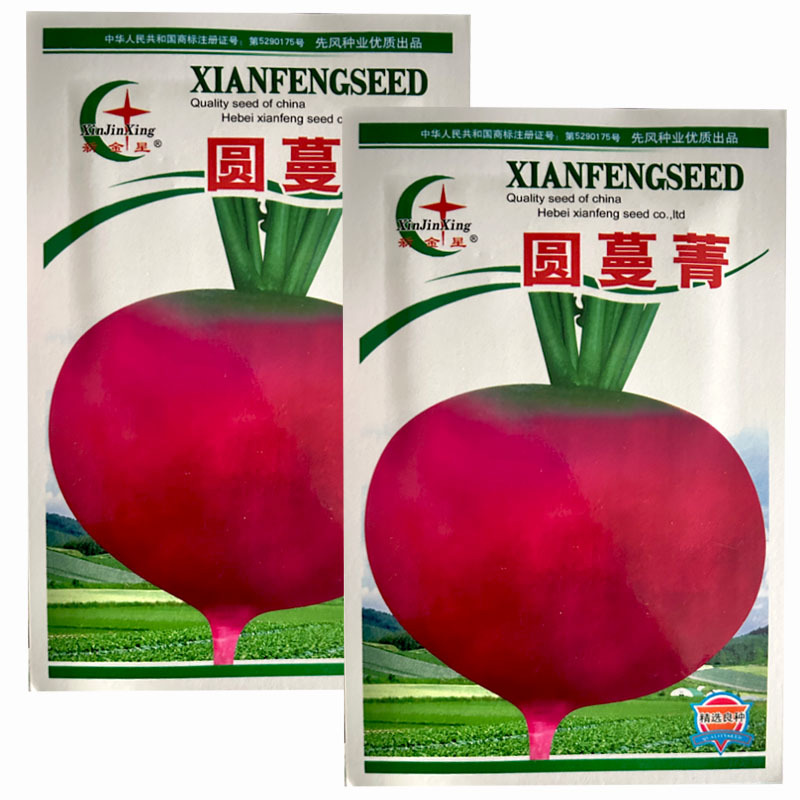 红圆蔓青种子圆根盘菜芜菁籽大头菜芥菜大田基地