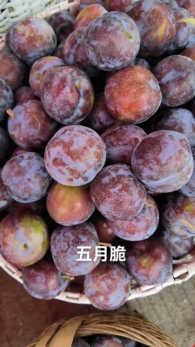 五月脆精品直供诚信经营可视频看货价格可谈