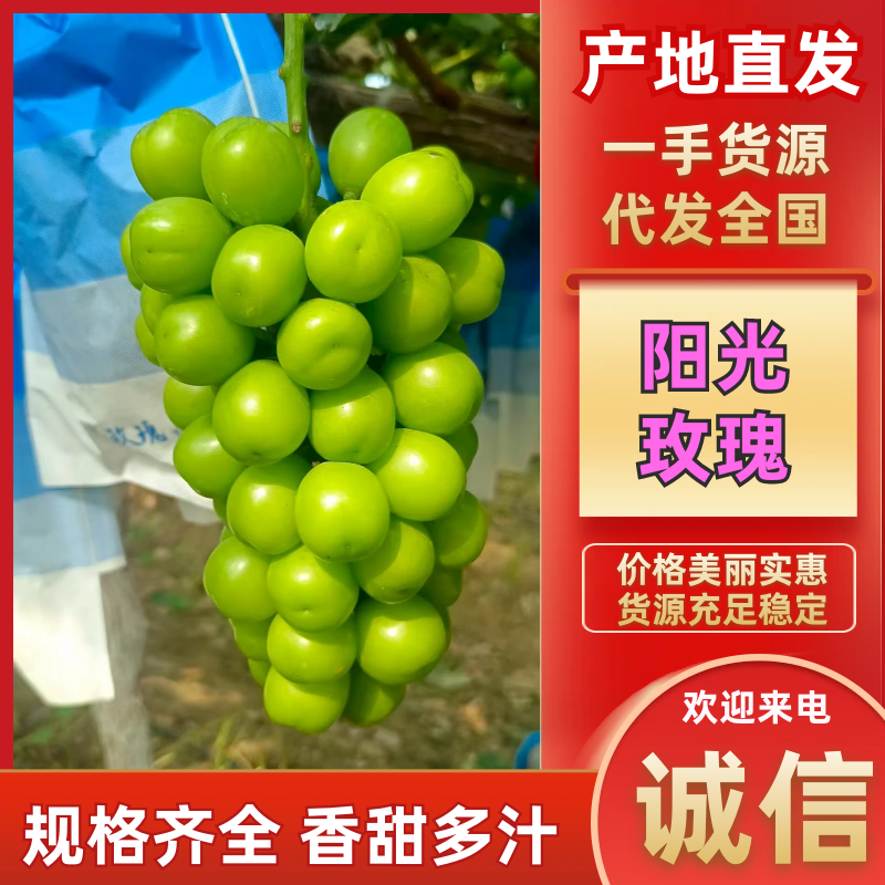 阳光玫瑰葡萄品质保证服务周到产地直发价格美丽
