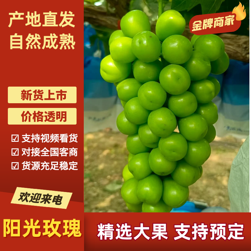 阳光玫瑰葡萄品质保证服务周到产地直发价格美丽
