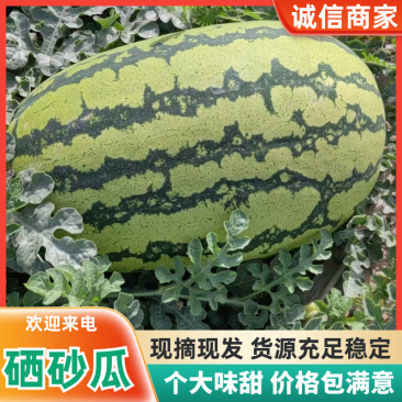 宁夏中卫硒砂瓜，产地货源对接全国，欢迎咨询采购，质量保证