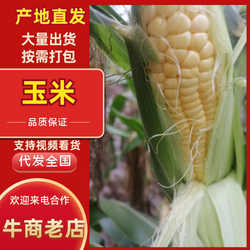 禄丰恐龙之乡水果玉米花超，金太阳系列个大味美绿色环保产品