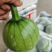 小瓜上市品质上乘表皮干净无擦伤疤痕卖相好大小规格都有