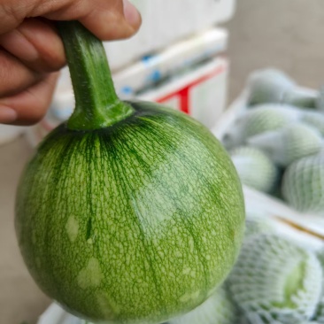 小瓜上市品质上乘表皮干净无擦伤疤痕卖相好大小规格都有