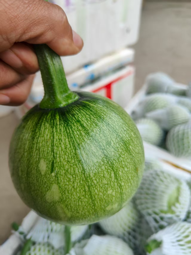 小瓜上市品质上乘表皮干净无擦伤疤痕卖相好大小规格都有