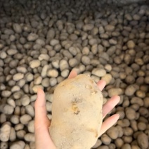 【小土豆】恩施富硒小土豆产地直销量大从优可视频看货