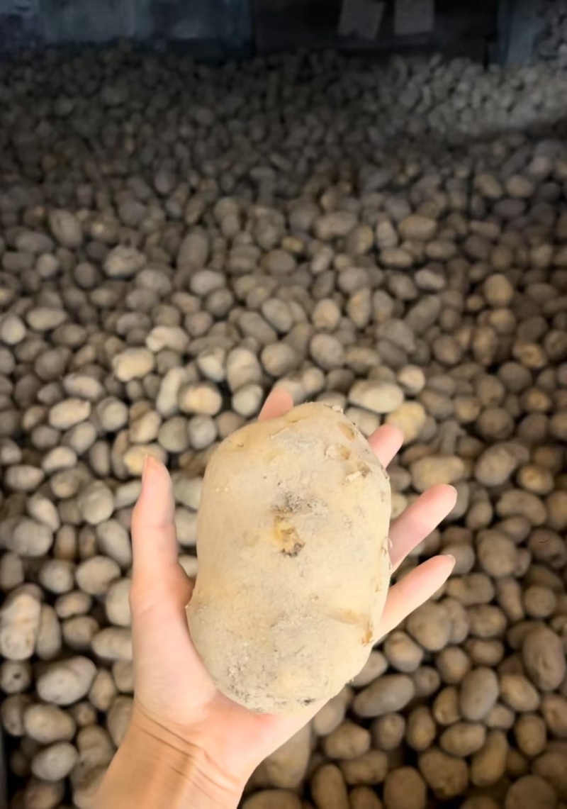 【小土豆】恩施富硒小土豆产地直销量大从优可视频看货