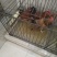 【实力推荐】恩施老品种土鸡散养鸡产地直发量大从优可视频