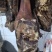 【精品】恩施腊肉猪蹄块肉长期有货价格实惠欢迎