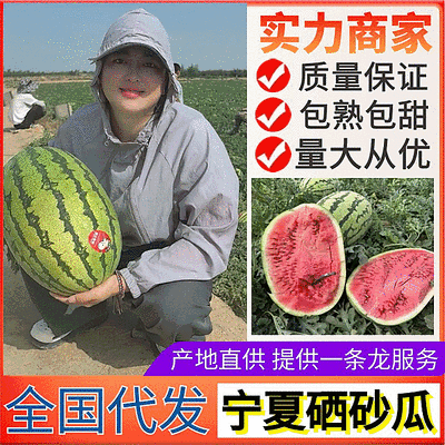 宁夏西瓜&金花系列/金花一号金花6号/双红瓤包熟包甜