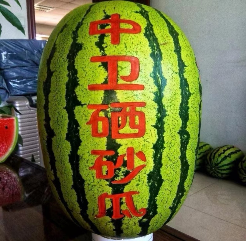《金花6号石头瓜》宁夏西瓜/包熟包甜/产地直供/全国代发